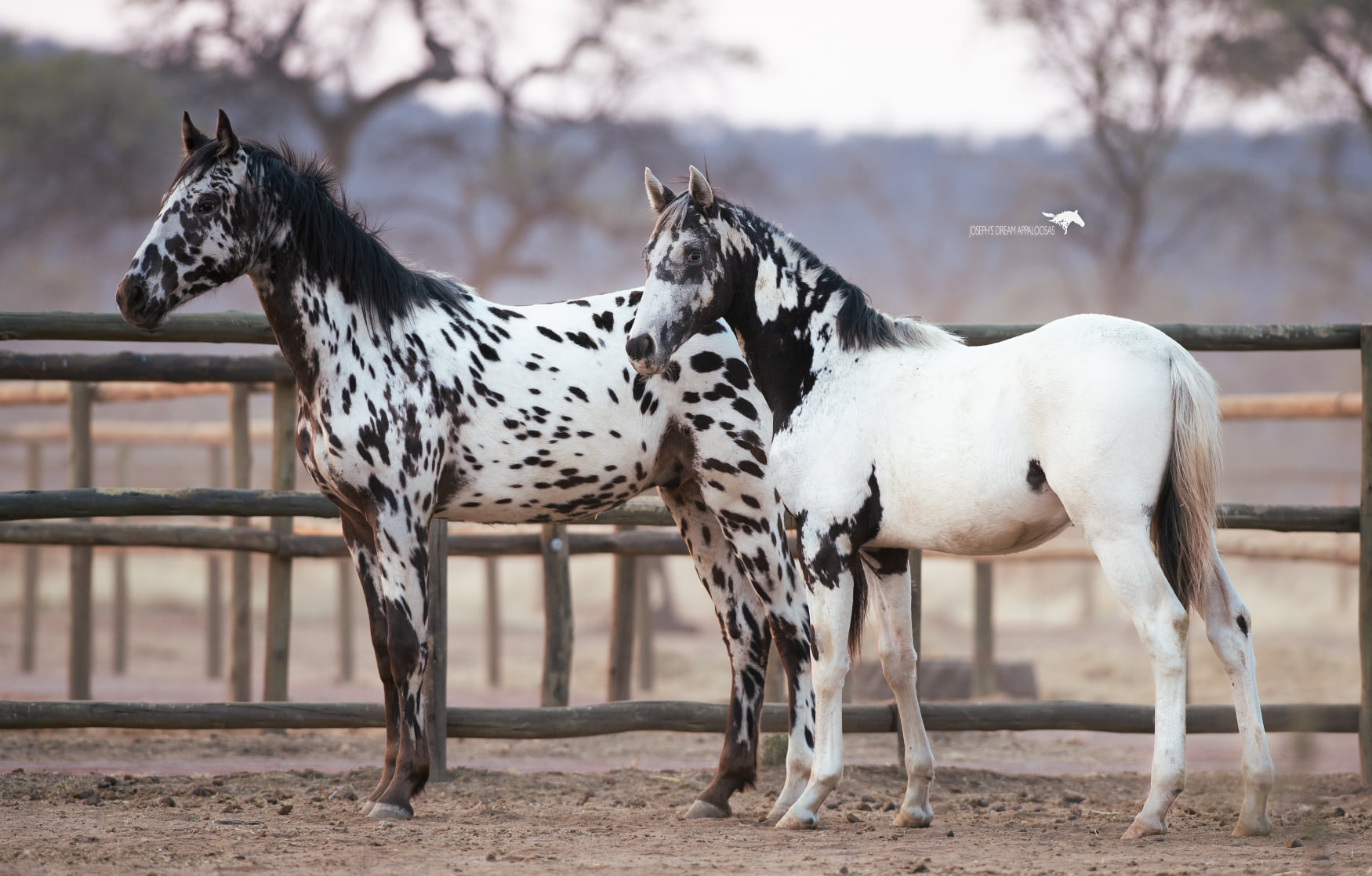 Joseph`s Dream Appaloosa Studs